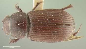 Media type: image;   Entomology 8100 Aspect: habitus dorsal view